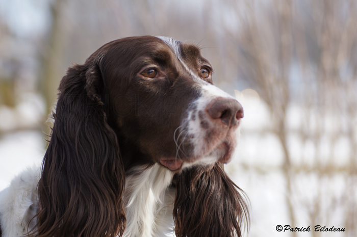 Léa épagneul français
