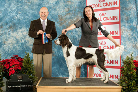 epagneul_francais_blue